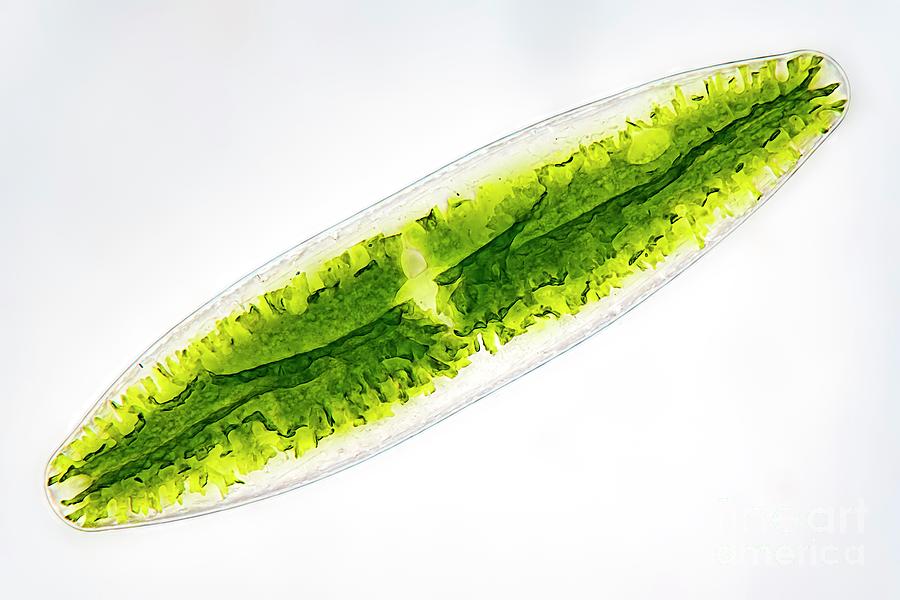 Netrium Algae #8 Photograph by Frank Fox/science Photo Library