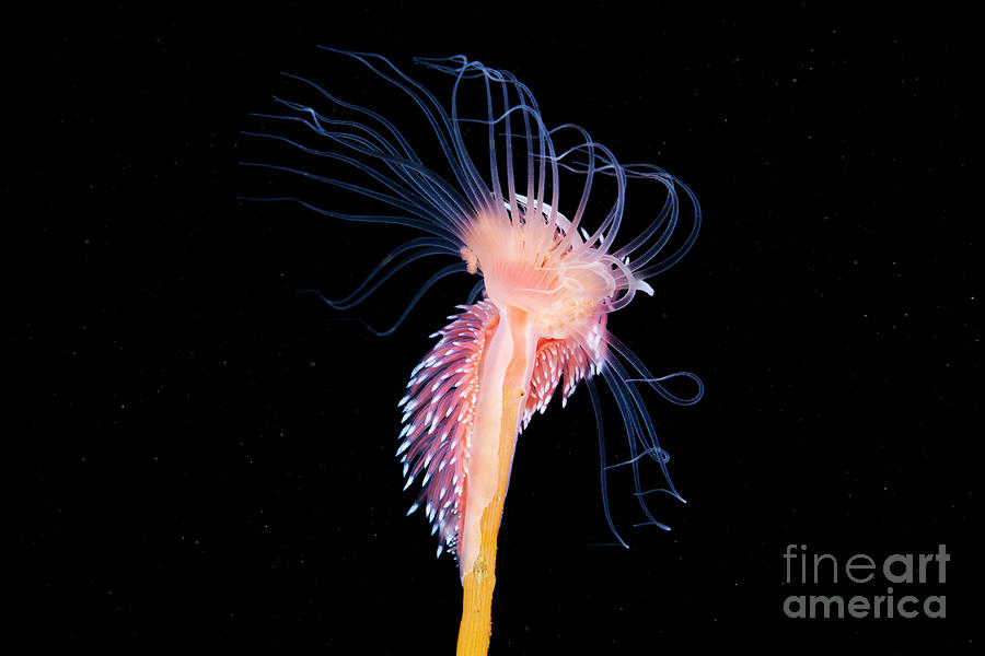 Nature Photograph - Nudibranch Feeding On A Hydroid #8 by Alexander Semenov/science Photo Library