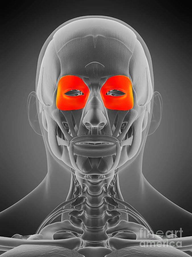 orbicularis oculi muscle