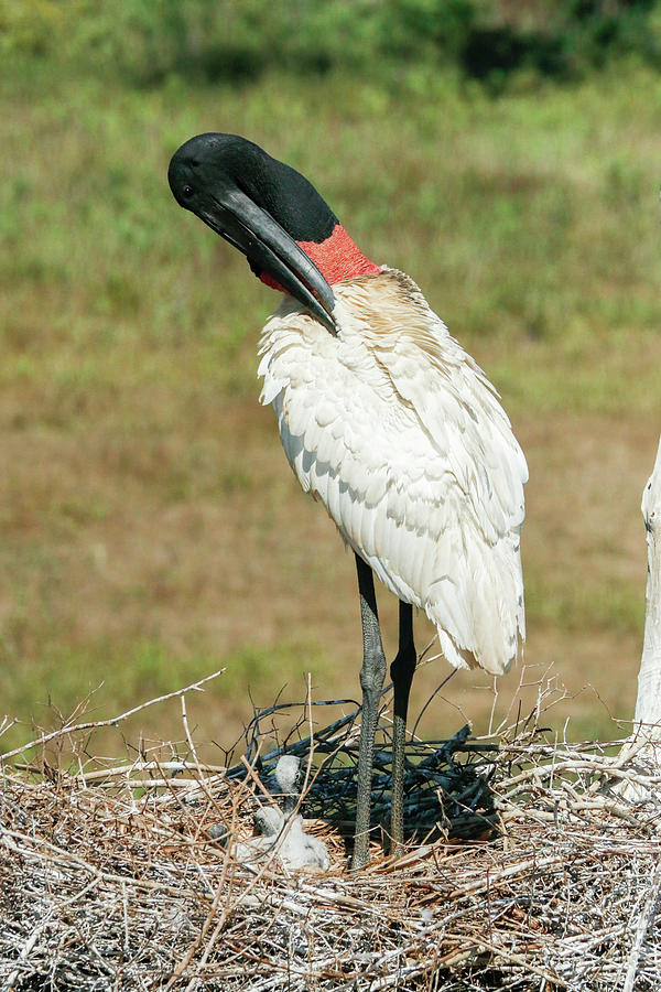 Wildlife Photograph - Pantanal, Mato Grosso, Brazil #8 by Janet Horton