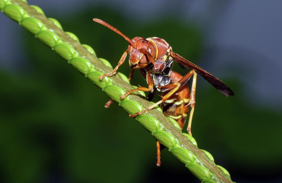 Paper Wasp #8 Photograph by Larah McElroy