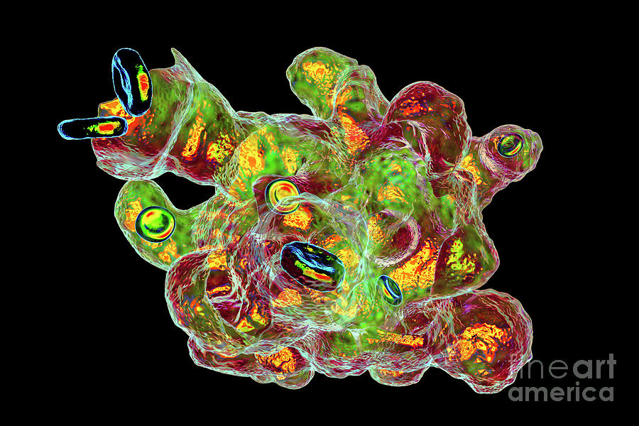 Parasitic Amoeba Photograph by Kateryna Kon/science Photo Library - Pixels