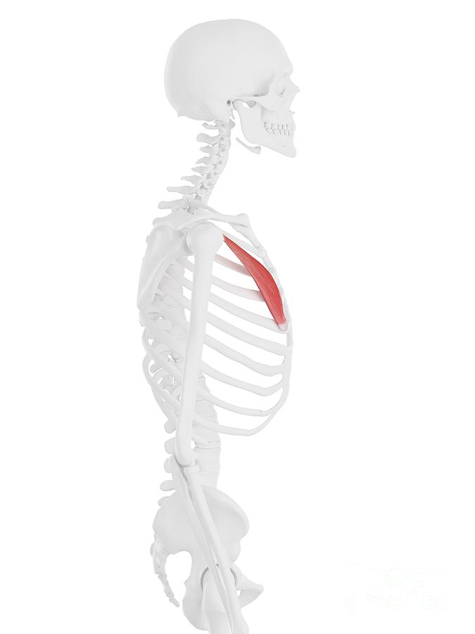 Skeleton Photograph - Pectoralis Minor Muscle #8 by Sebastian Kaulitzki/science Photo Library