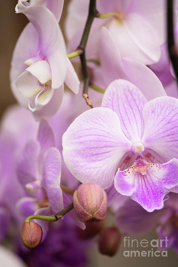 Phalaenopsis Orchid Flowers #8 Photograph by Maria Mosolova/science Photo Library
