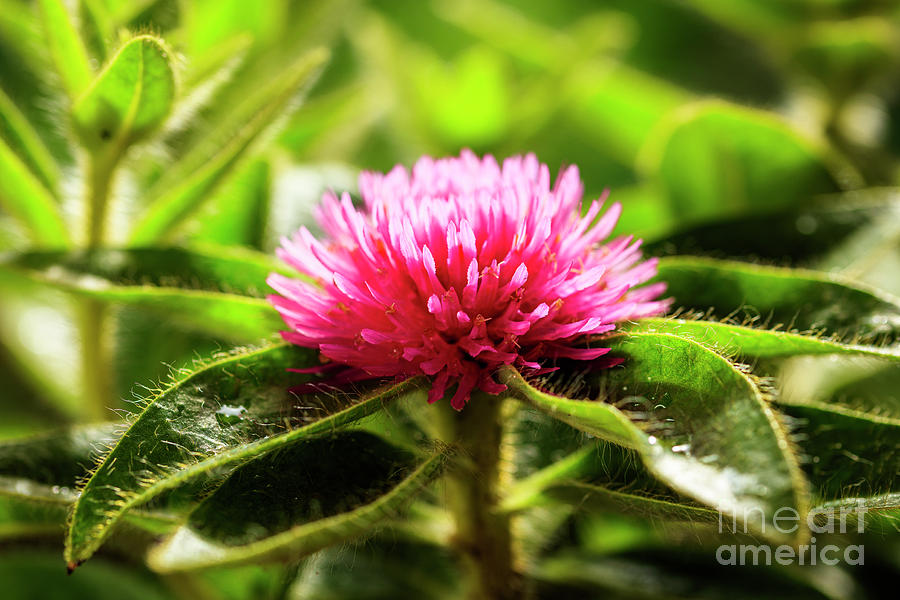 Pink Gomphrena Flower #8 Photograph by Raul Rodriguez