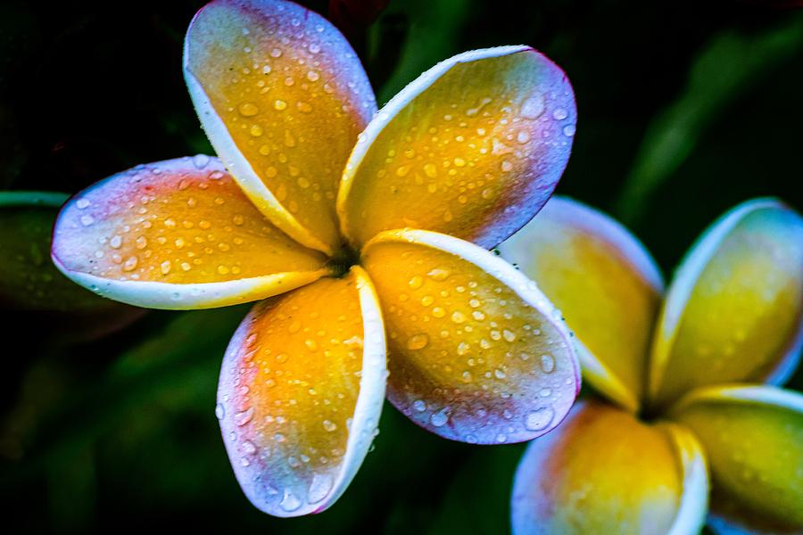 Plumeria Photograph by David Creagh | Fine Art America