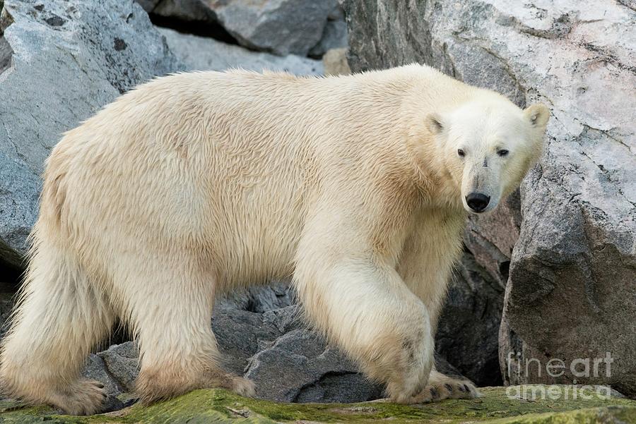 Polar Bear Foraging #8 Photograph by Science Photo Library Polar Bear Foraging #8 Photograph by Science Photo Library