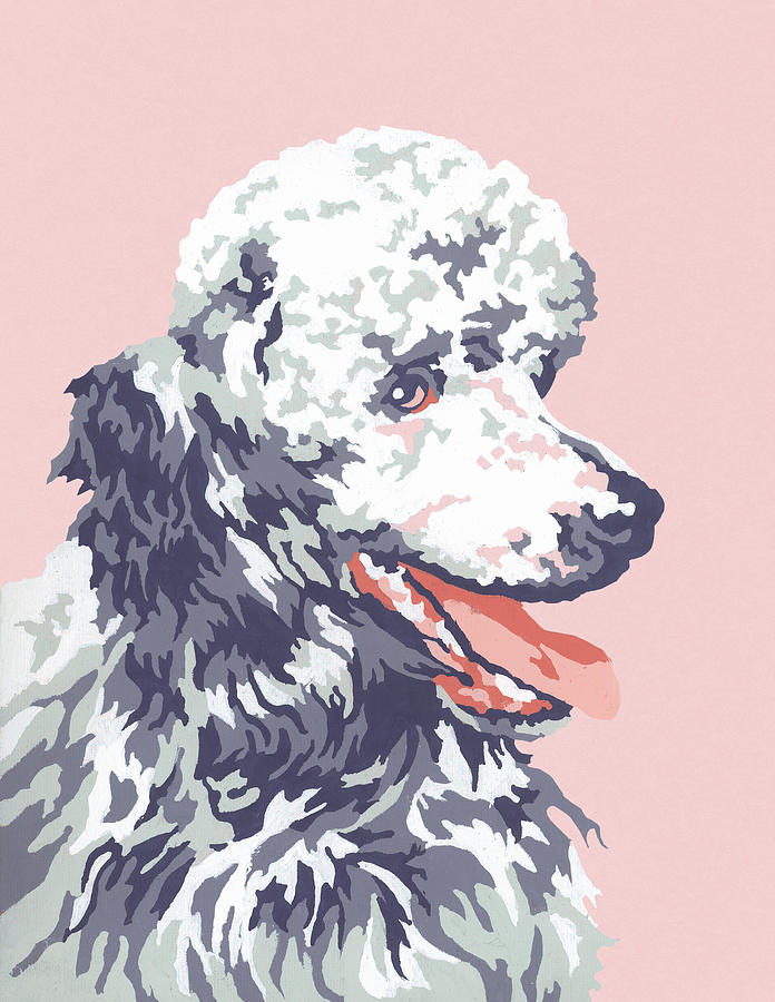 Vintage Drawing - Poodle #8 by CSA Images