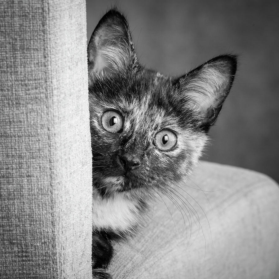 Black And White Photograph - Portrait Of A Tortoiseshell Cat #8 by Panoramic Images