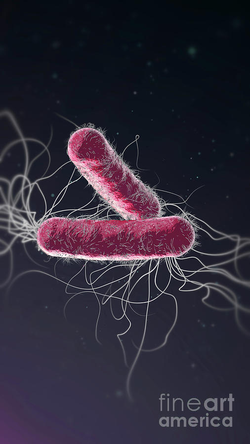 Pseudomonas Aeruginosa Bacteria Photograph By Christoph Burgstedt Science Photo Library