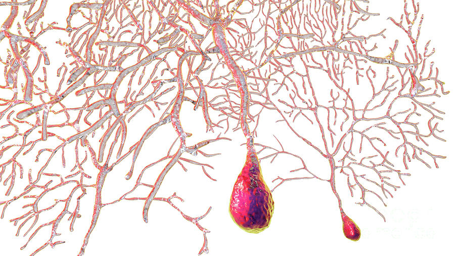 Purkinje Nerve Cells Photograph By Kateryna Kon Science Photo Library