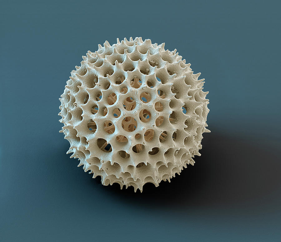 Radiolarian, Sem #8 Photograph by Oliver Meckes EYE OF SCIENCE