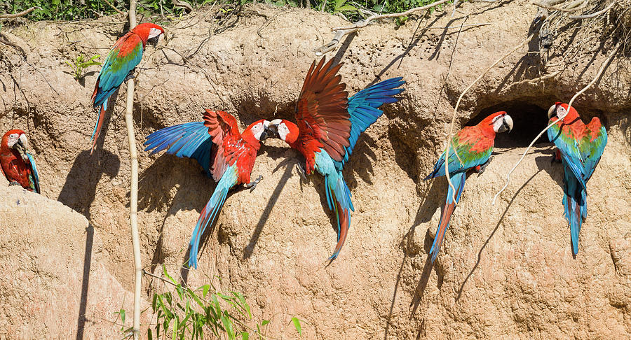 Red-and-green Macaws At Saltlick, Ara Chloroptera, Tambopata National 