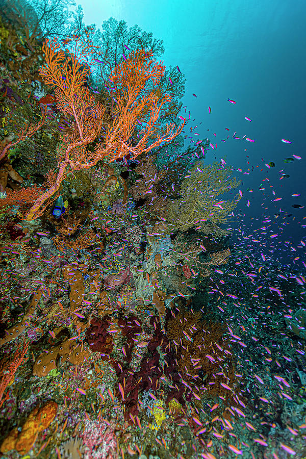 Reef Scene In Halmahera, Indonesia #8 Photograph by Bruce Shafer