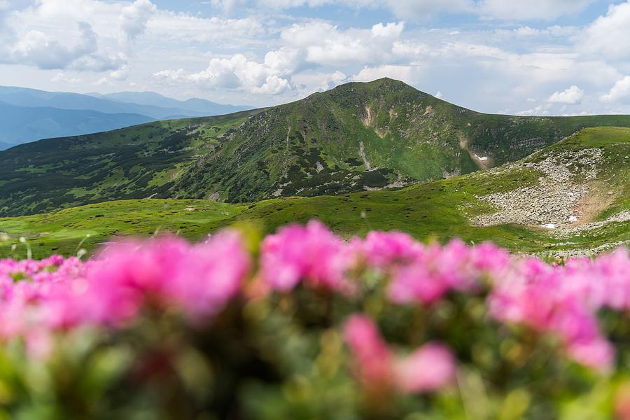 Summer Photograph - Rhododendron Flowers Covered Mountains #8 by Ivan Kmit