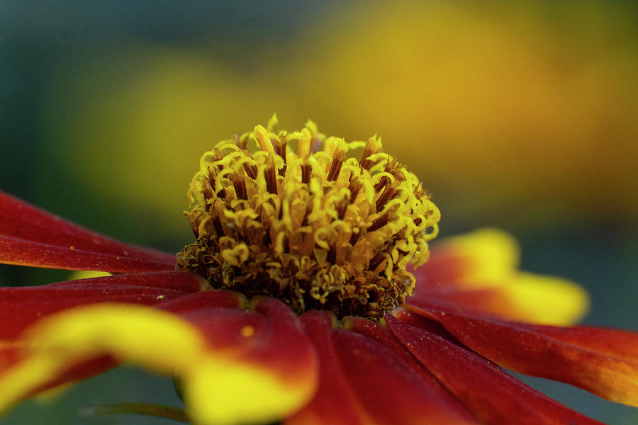Rudbeckia Mixed Media - Rudbeckia by Smart Aviation Rudbeckia Mixed Media - Rudbeckia by Smart Aviation