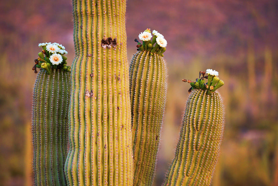 Saguaro National Park, Tucson, Az #8 Digital Art by Heeb Photos