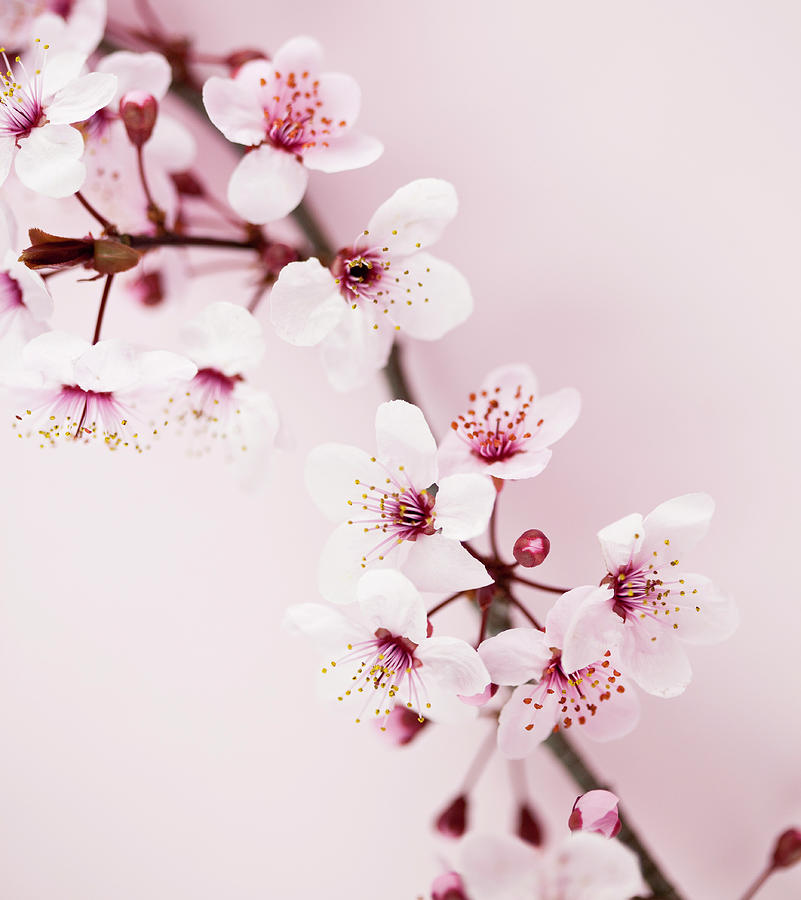 Sakura Cherry Blossom #8 Photograph by Catlane
