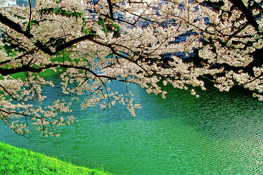Nature Photograph - Sakura #8 by I Love Photo And Apple.