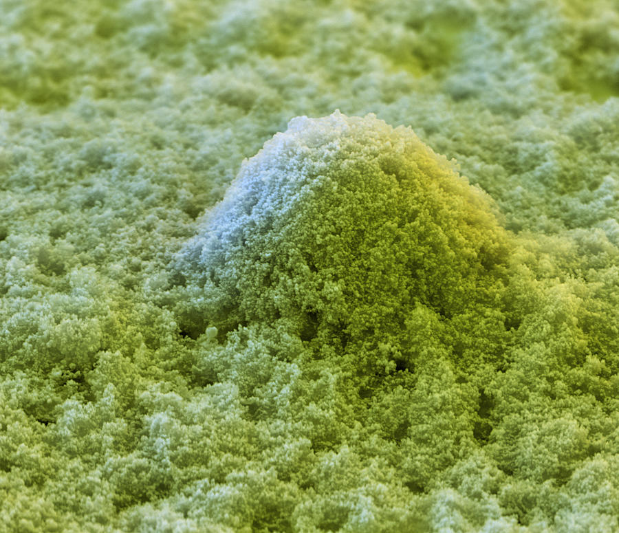 Self-cleaning Paint Sem #8 Photograph by Meckes/ottawa