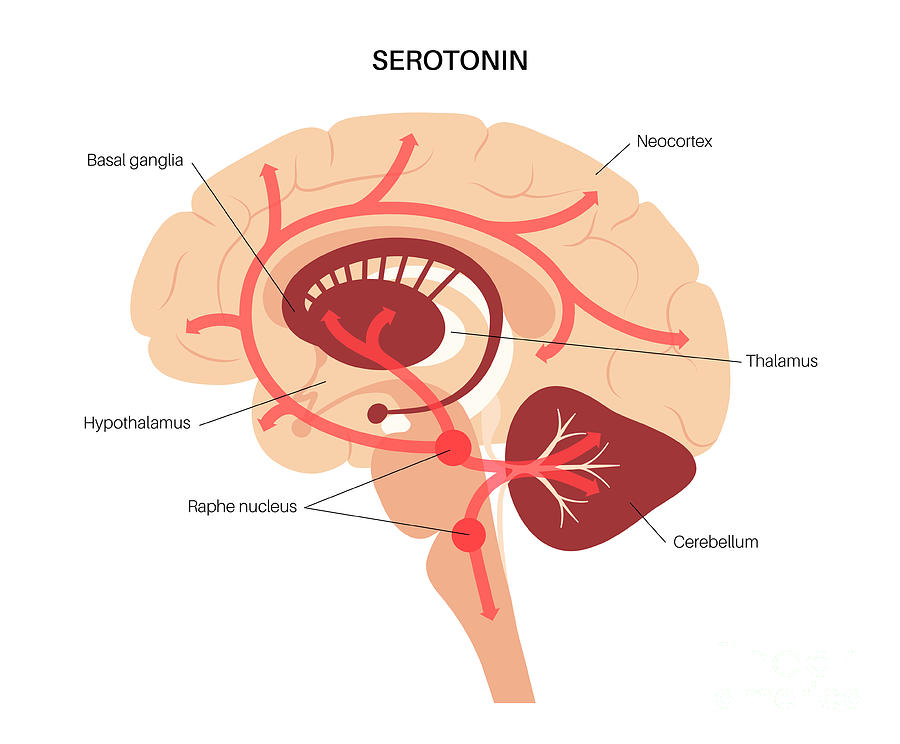 Serotonin Pathway In Brain #8 Photograph by Pikovit / Science Photo Library