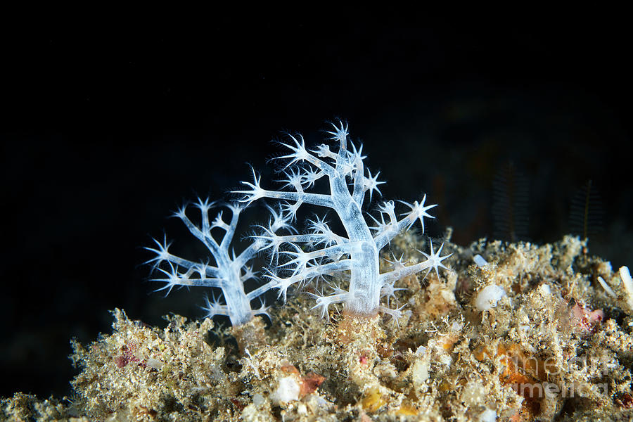 Soft Coral #8 Photograph by Alexander Semenov/science Photo Library