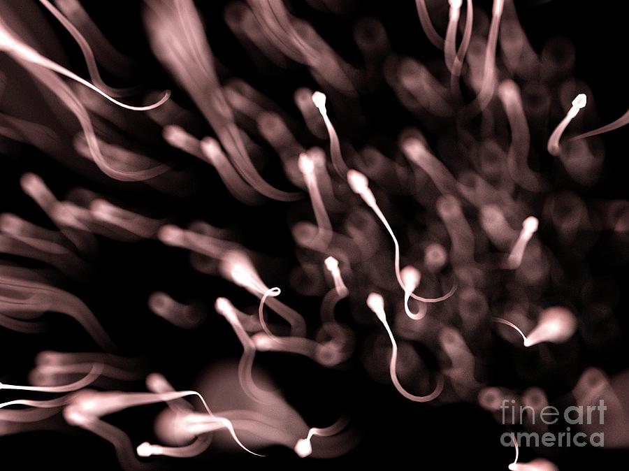 Human Photograph - Sperm #8 by Sebastian Kaulitzki/science Photo Library