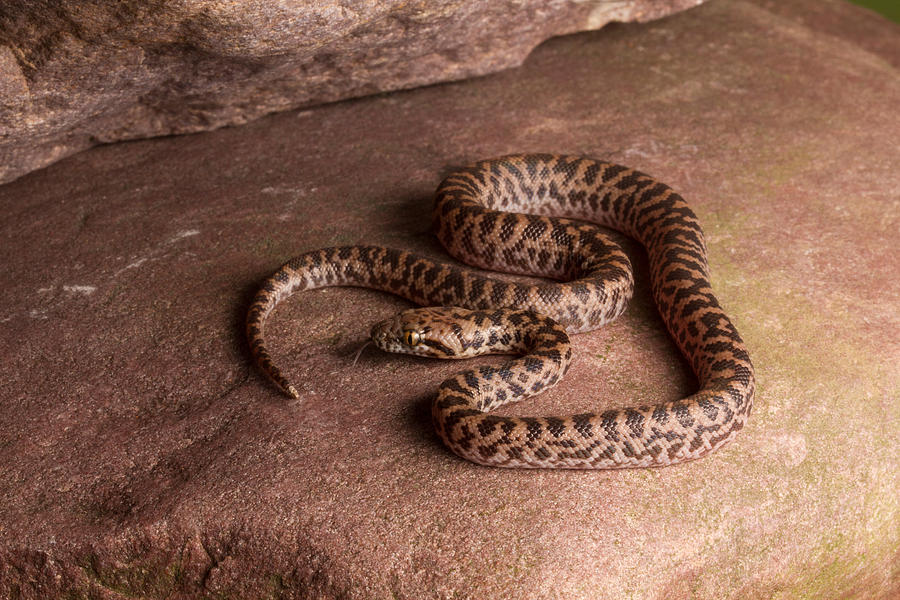 Spotted Python Antaresia Maculosa #8 Photograph by David Kenny