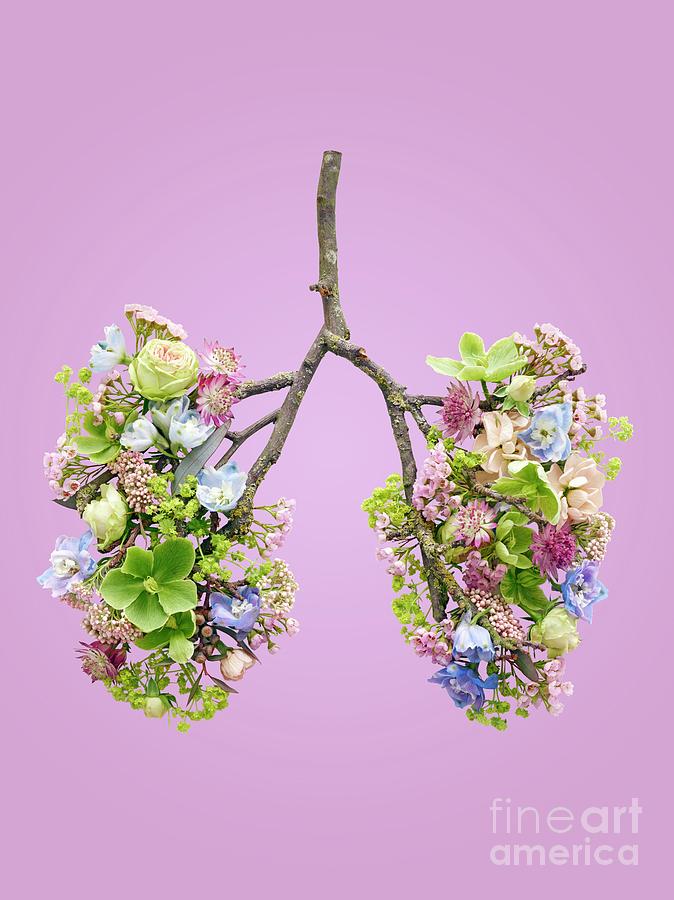 Spring Flowers Representing Human Lungs #8 Photograph by Science Photo Library