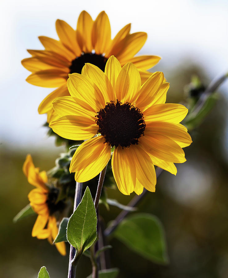 Sunflowers #8 Photograph by Robert Ullmann