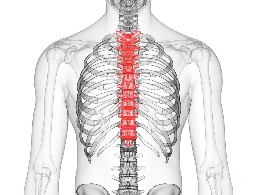 Thoracic Spine Photograph by Sebastian Kaulitzki/science Photo Library ...