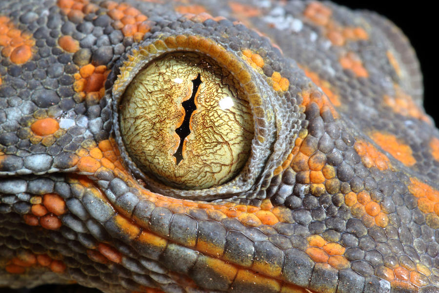 Tokay Gecko #8 Photograph by David Kenny
