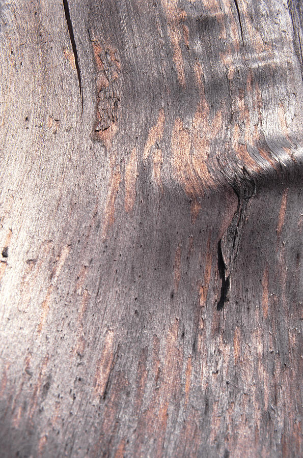 Abstract Photograph - Tree Bark #8 by John Foxx