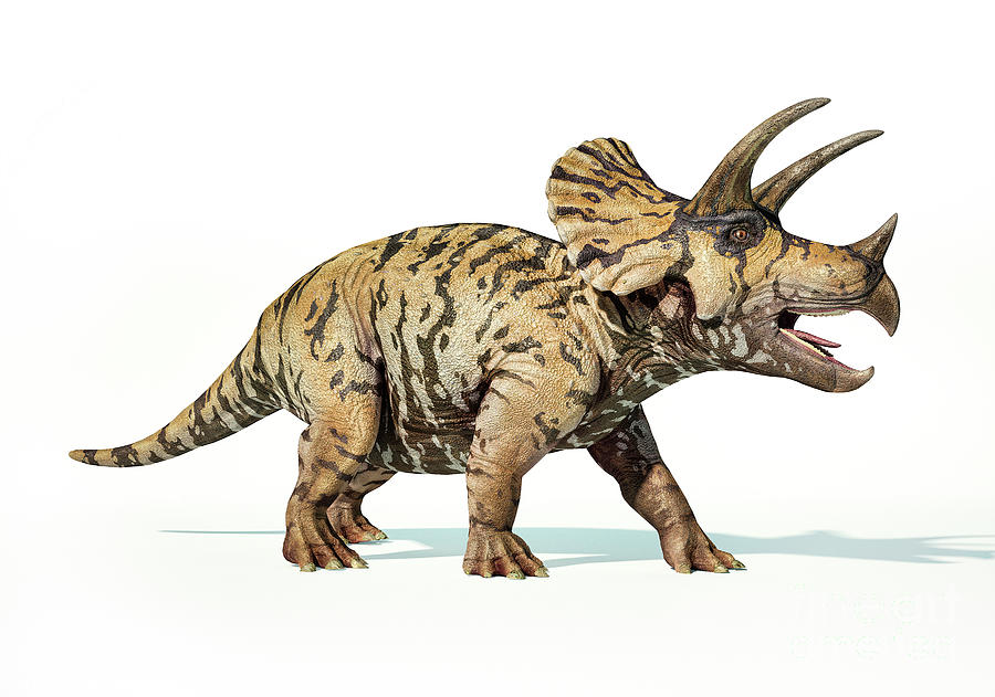 Triceratops Dinosaur Photograph By Leonello Calvetti Science Photo Library Fine Art America