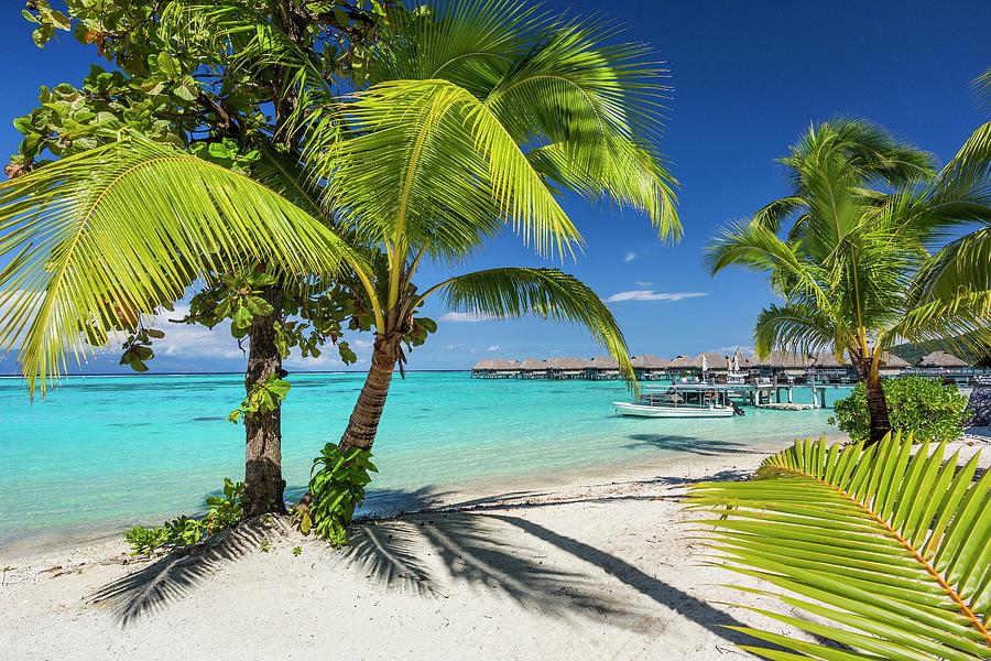 Tropical Beach In Moorea Digital Art by Reinhard Schmid - Fine Art America