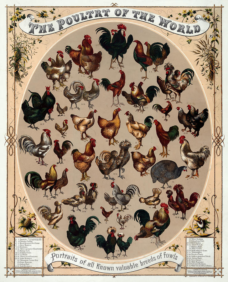 Poultry Of The World 1868 Drawing by Science Source