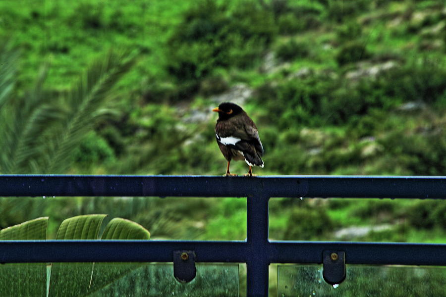 Bird Photograph - Waiting For... #8 by Shlomo Zangilevitch