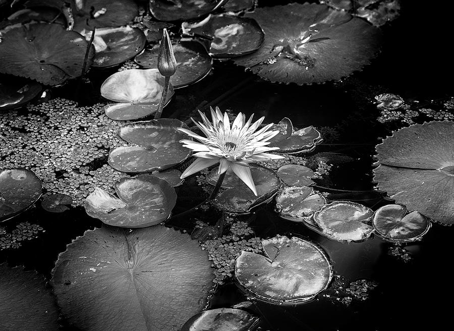 Water Lily #8 Digital Art by Laura Diez