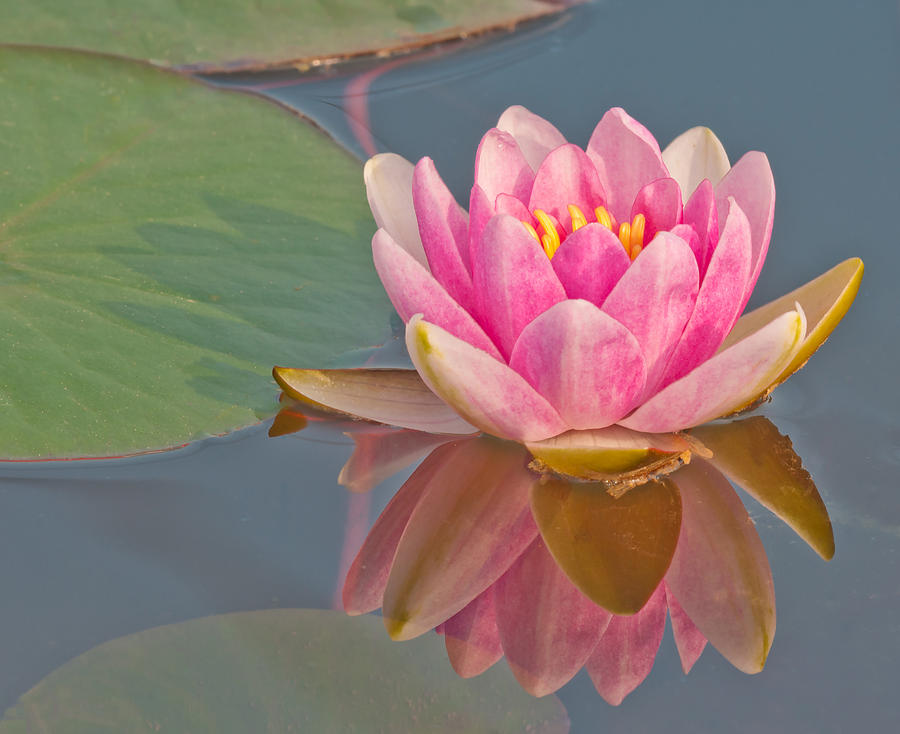 Waterlily Flower #8 Photograph by Michael Lustbader