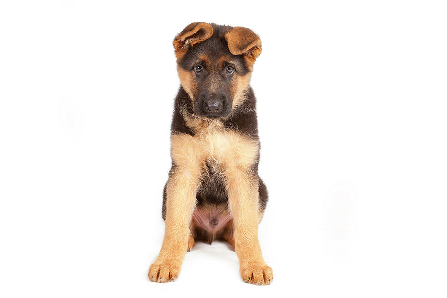 8 Weeks Puppy Of A German Shepherd Photograph by @hans Surfer