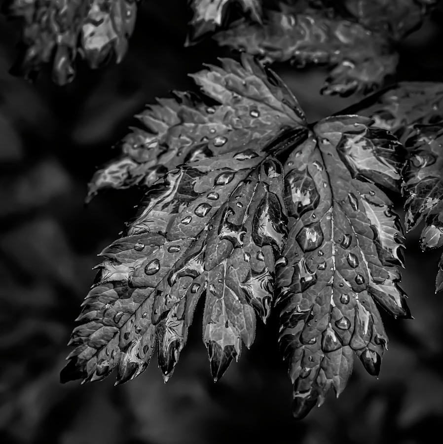 Wet Leaves #8 Photograph by Robert Ullmann