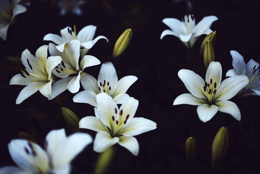 White Lilium In Bloom In Sunset Light. Photograph by Cavan Images ...