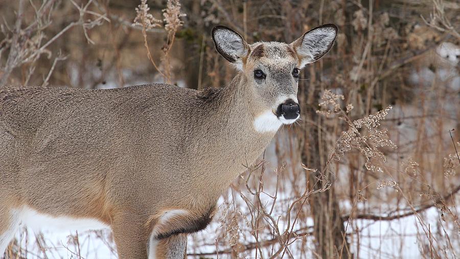 White Tailed Deer #8 Photograph by Davandra Cribbie