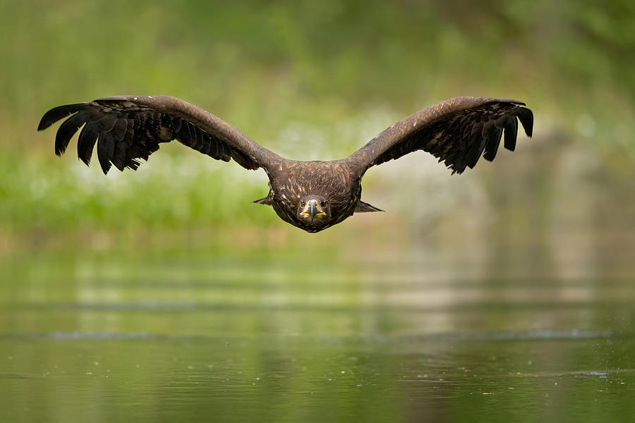 Nature Photograph - White-tailed Eagle #8 by Milan Zygmunt