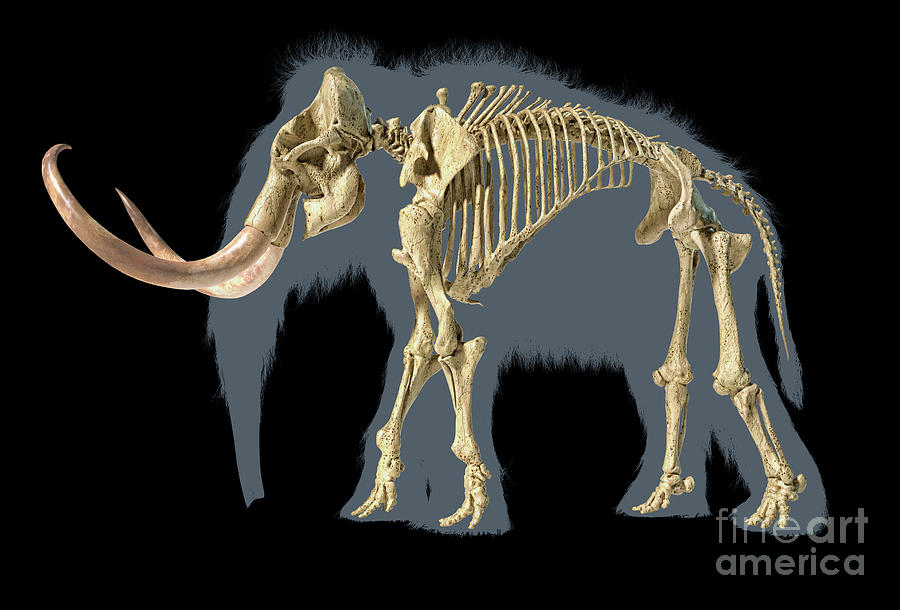 mammoth skeleton drawing