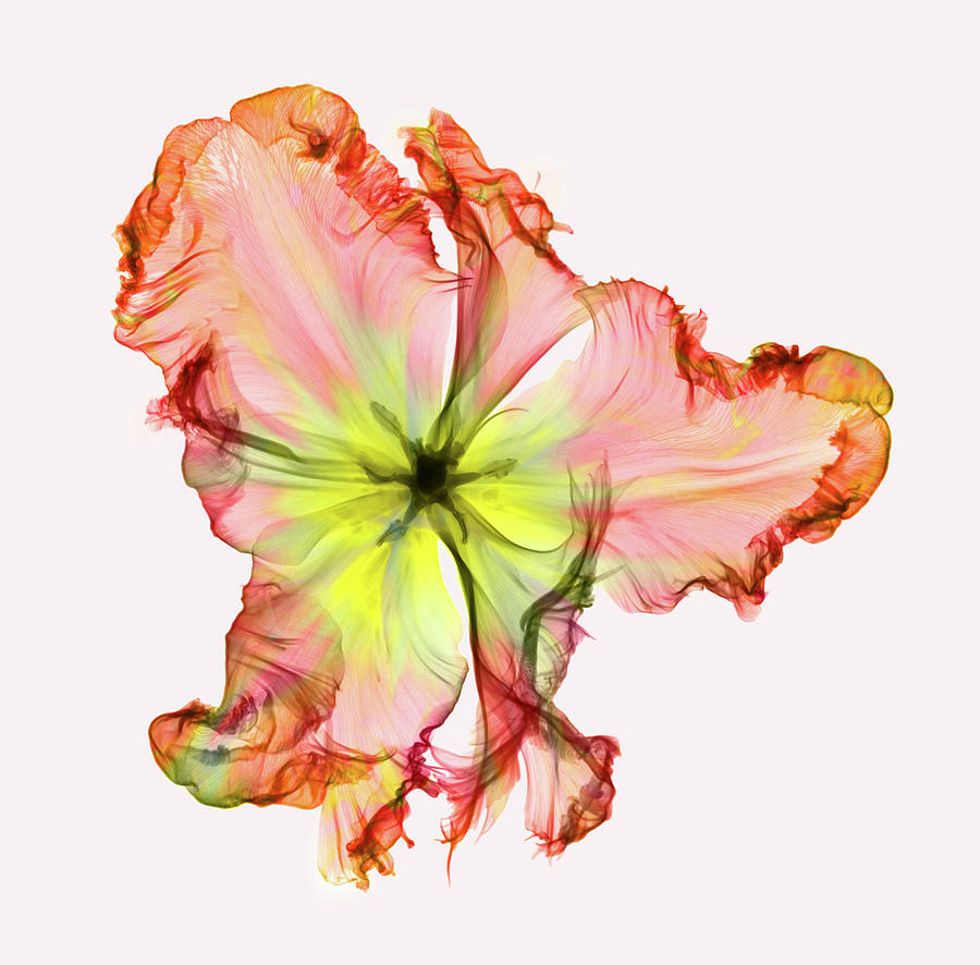 X-ray Of A Tulip Flower #8 Photograph by Ted M. Kinsman