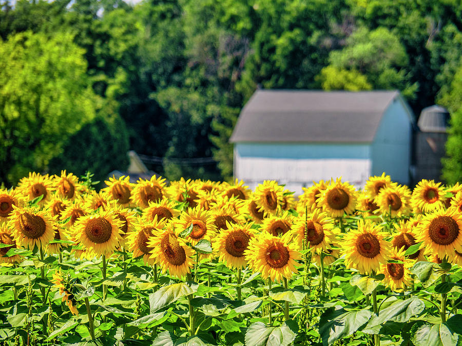 Sunflowers at the Stone Bank School Photograph by Kristine Hinrichs