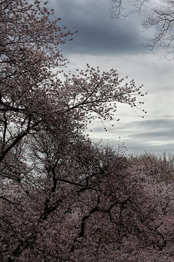 Cherry Trees #82 Photograph by Robert Ullmann