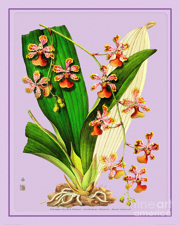 Orchid Flower Orchideae Plantae Drawing Painting