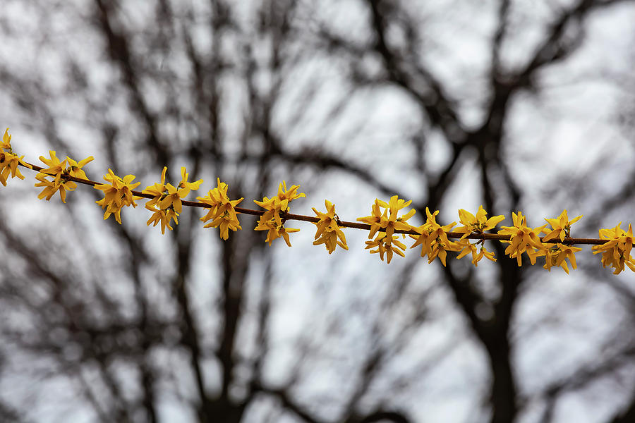 Spring Flowers #83 Photograph by Robert Ullmann